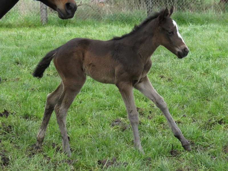 104 Blazing Best x Dandino brf 5-9 2d